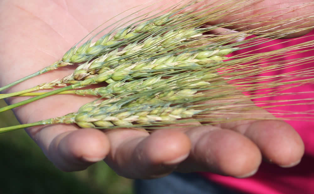 Know Your Food and Your Farmer