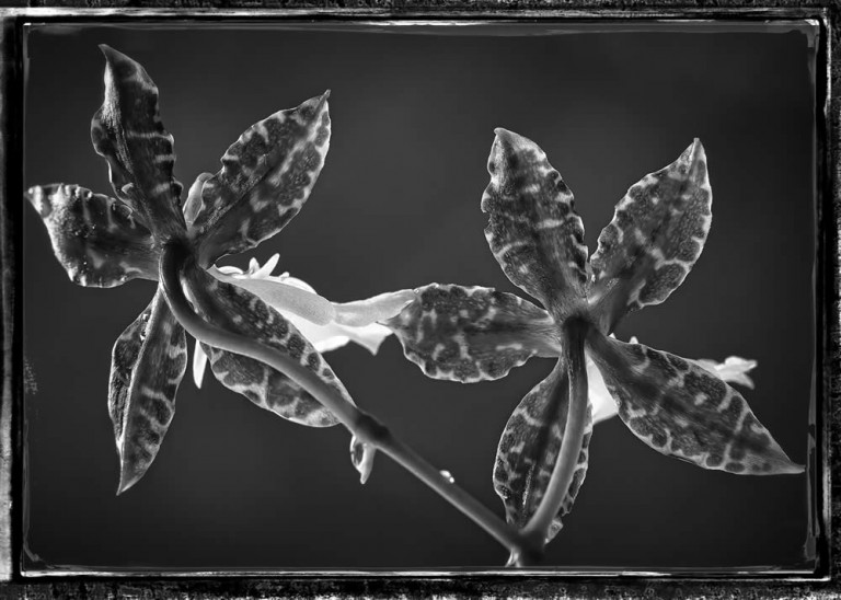 Winter Orchid Spectacular