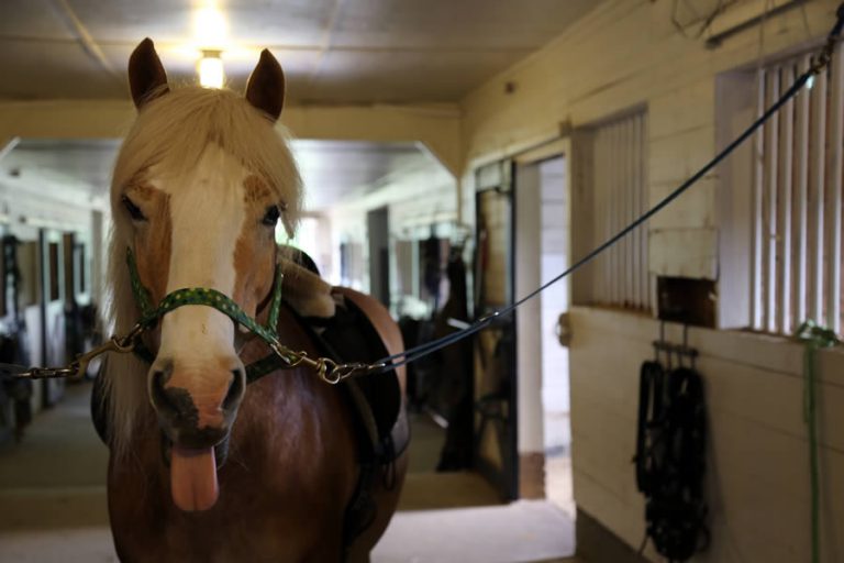 Kids + Horses – A Recipe For Healing