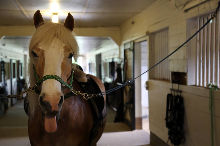 shinig-hope-farms-fritz