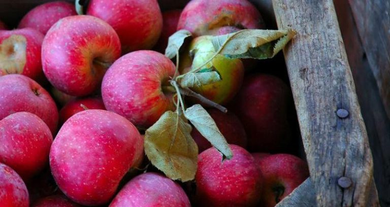 Kid Logic And Fresh Apples