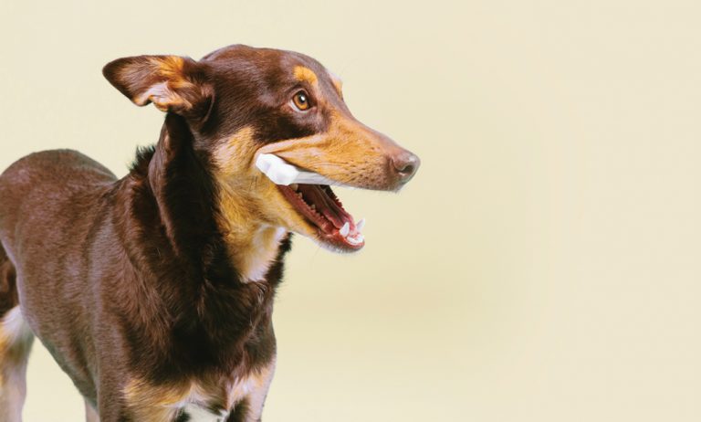 Walking The Streets At Night…With My Dog