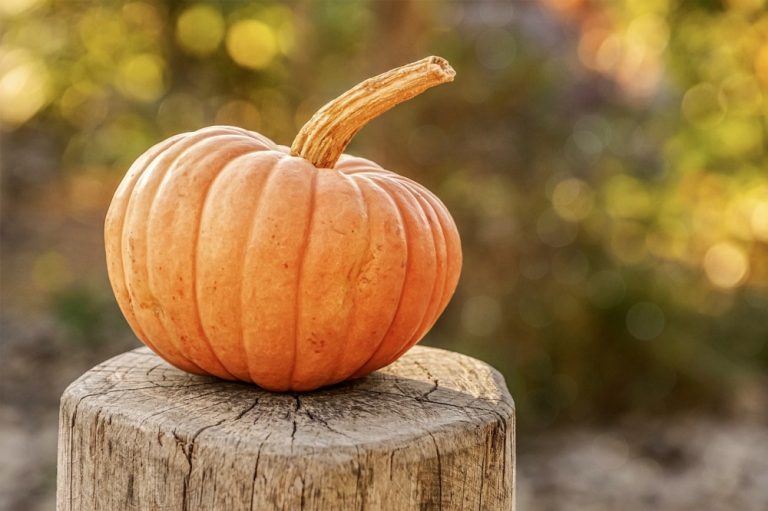 “Somethin’ Pumpkin” Comes Alive In Gaston County