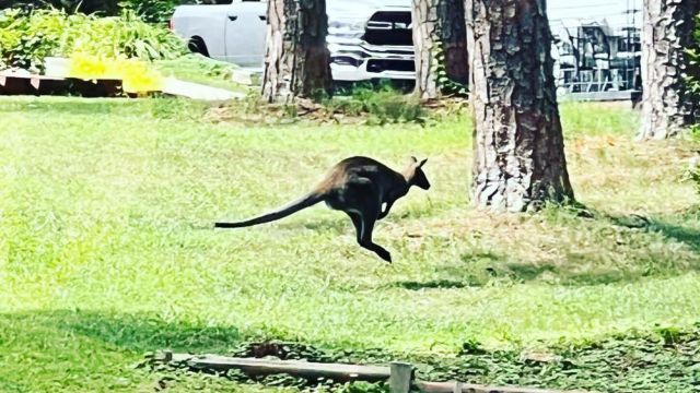 Are you missing a kangaroo?