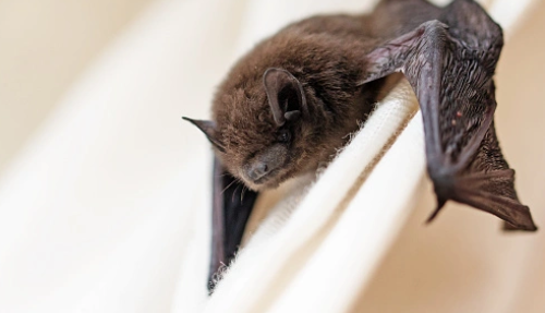 10th Case of rabies reported in Gaston County