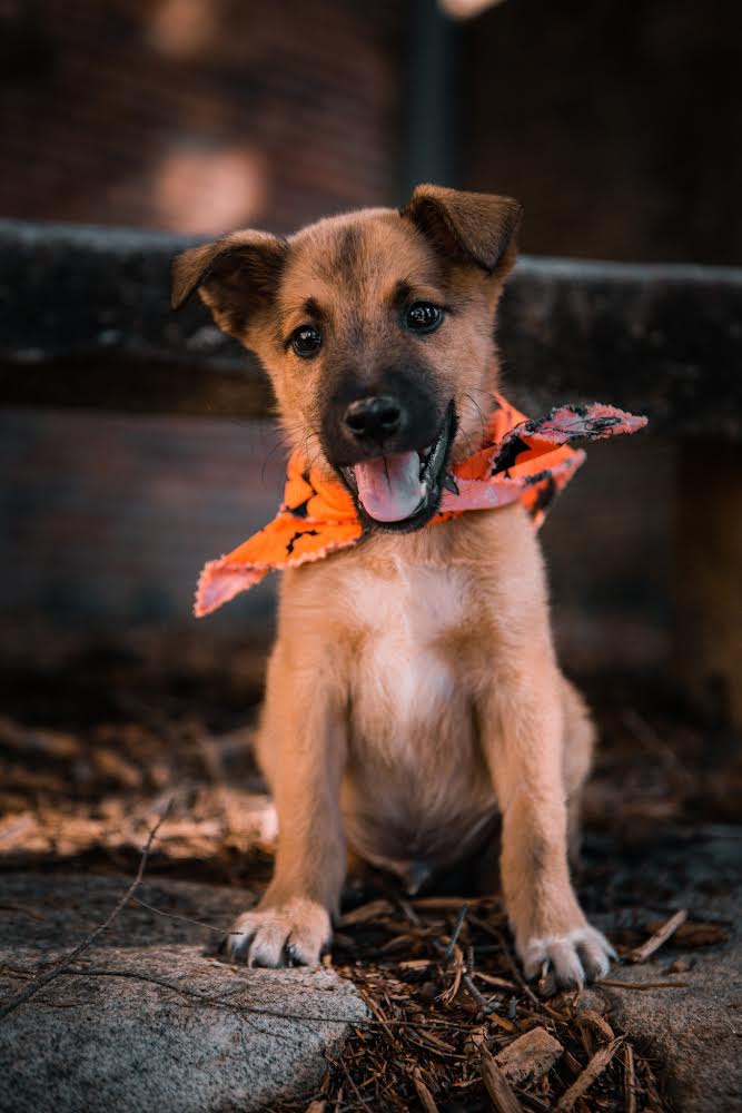 Puppy has an Awesome Day