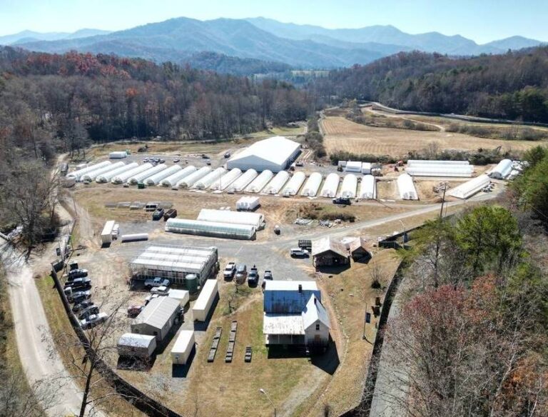 Cherokees lose casino fight, so they open a marijuana dispensary