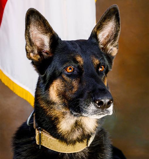 K9 Zepher passes