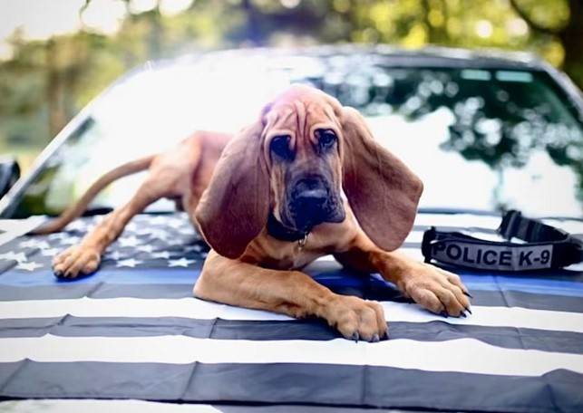 Gastonia's Bo named Law Enforcement Hero Dog of the Year